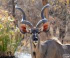 Erkek Kudu